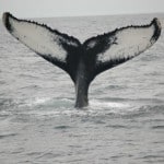 Cape Cod Whale Watching