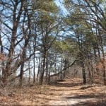 Trail close to The Platinum Pebble
