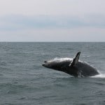 Cape Cod Attractions