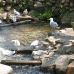 Paine's Creek, Stoney Brook Cape Cod