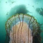 a multi color jelly fish in a green hued ocean