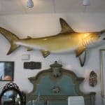 Cape Cod Shark