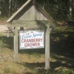 Cranberry Farming, Harwich