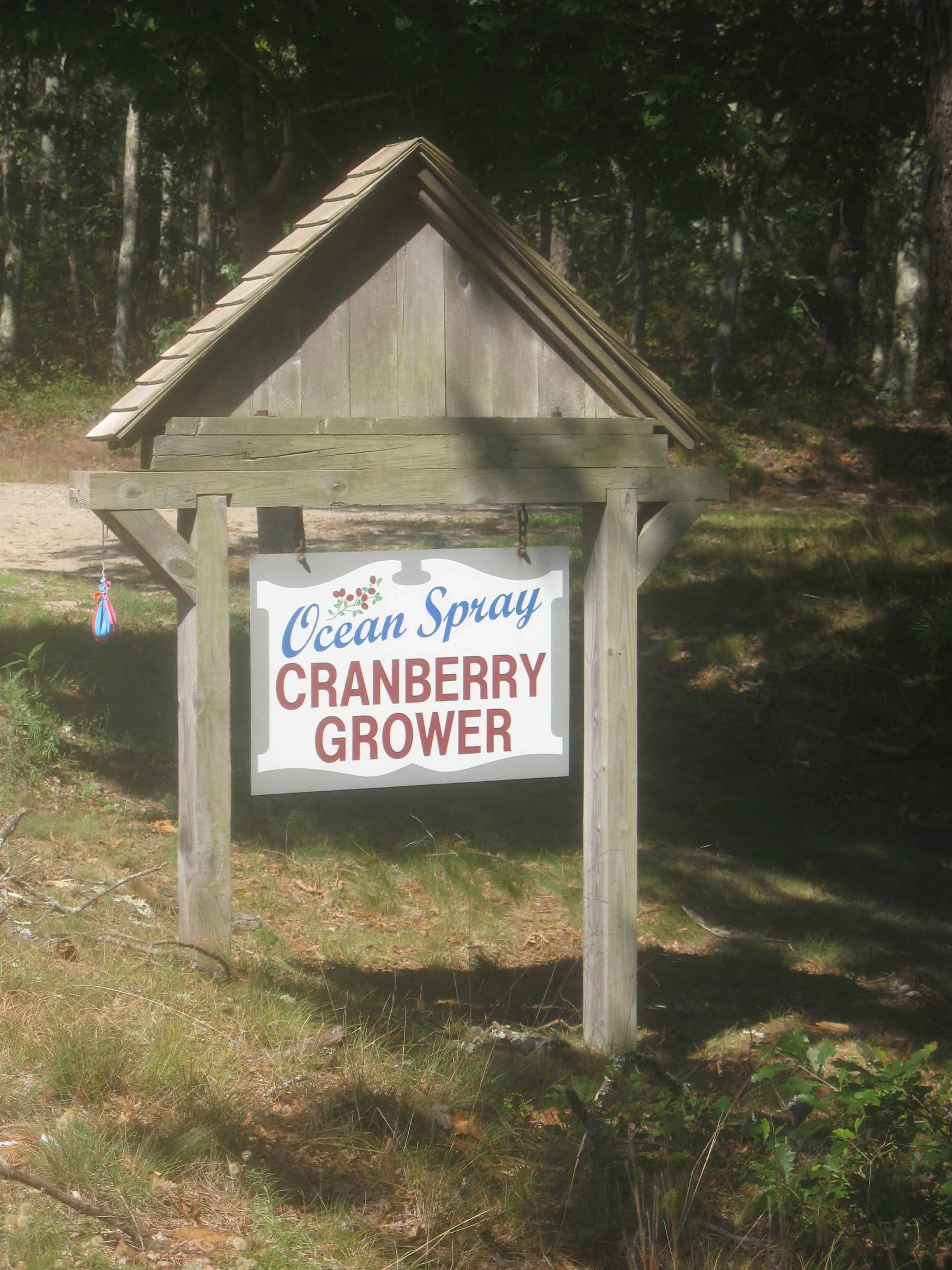 Cranberry Farming, Harwich