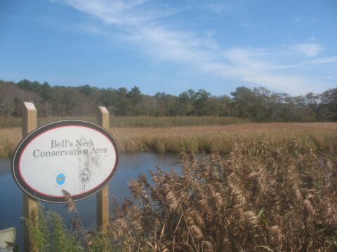 Bell's Neck Conservation area with streams and dried grasses