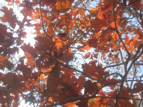 The sun shining through red and orange leaves on a tree