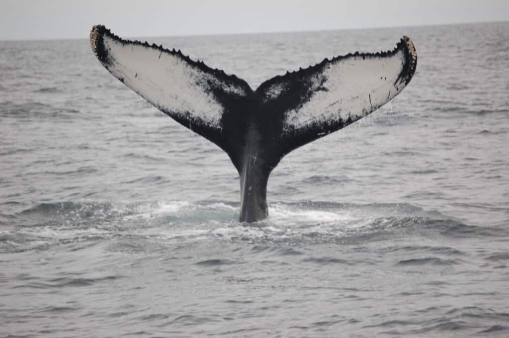 Cape Cod Whale-Watching