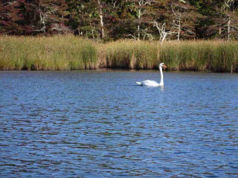 a swan on a river with green reeds behind it