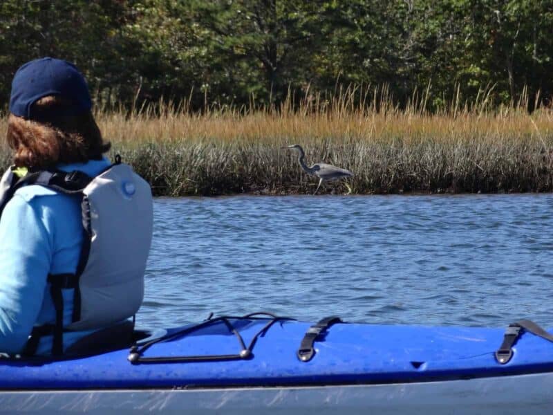 A woman in a blue kayak watches a Blue Heron walking along the shore