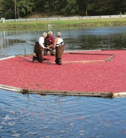 Fall Cranberry Harvest