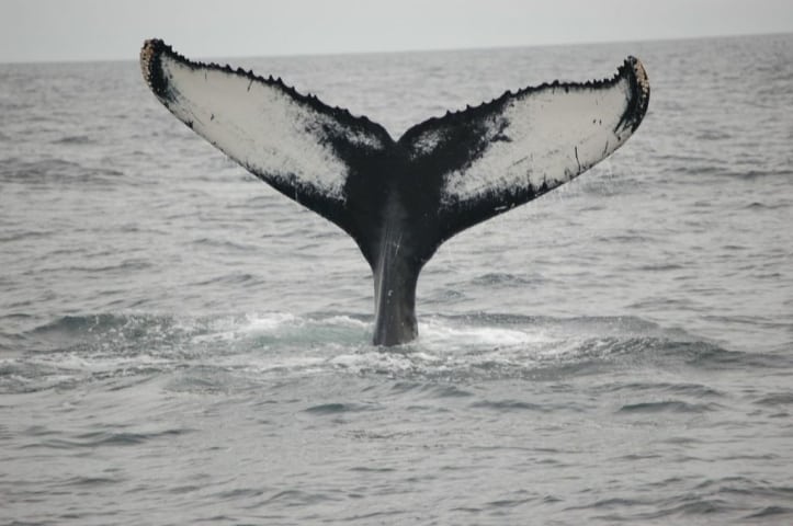 Cape Cod Whale Watching