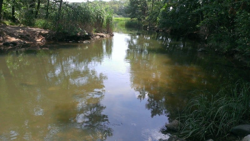 muddy waters of an estuary