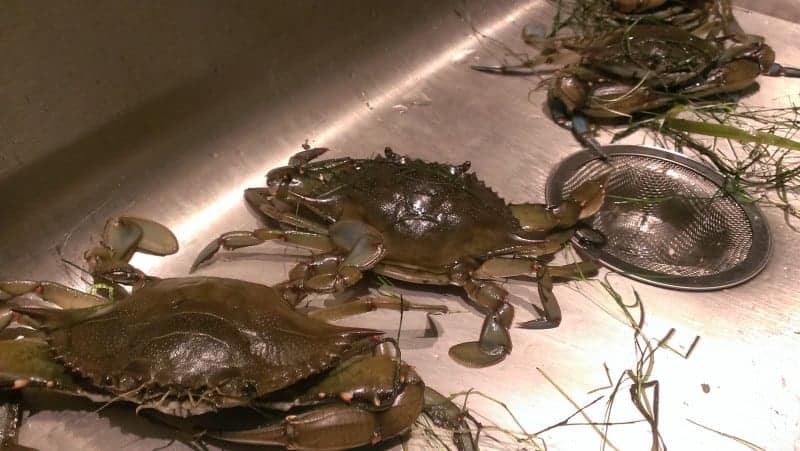 a bunch of crabs in a stainless steel sink