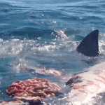 Cape Cod Shark