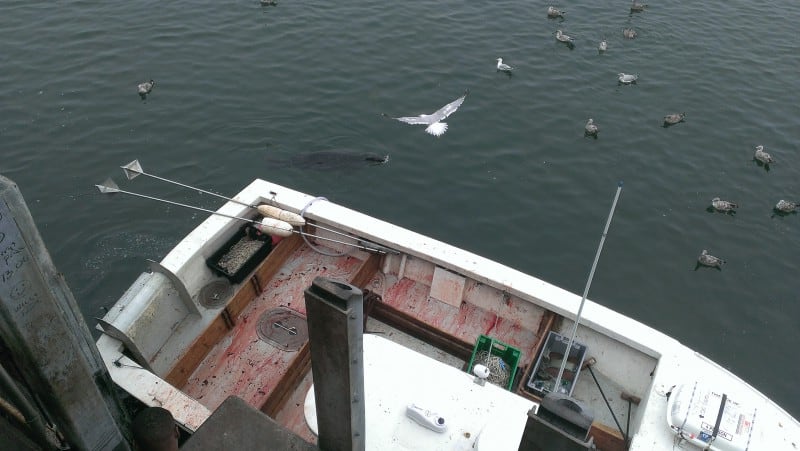 Cape Cod Shark Adventures