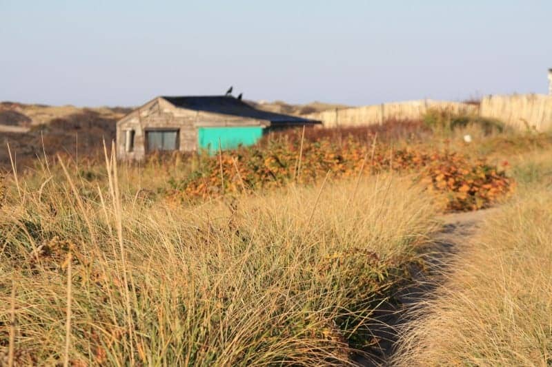 A shack in the middle of a field of seagrass, surrounded by sandy dunes