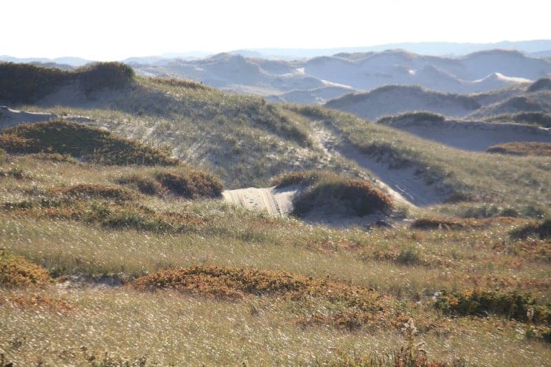 Sandy dunes covered with green seagrass and brown vegetation.