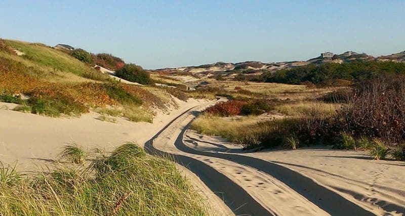 The sand dunes of Cape Cod with green and red shrubbery to the sides of tire tracks in the sand