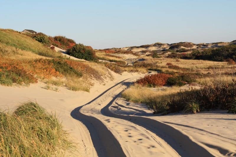 A sandy trail through the dunes showing tire tracks and foot prints. The dunes are covered with green, red and gold seagrass and plants.