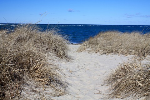 a sandy path through beach grass to the ocean.