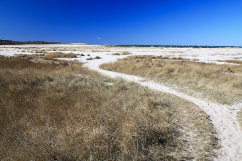 a white sandy path leads through dried beach grass towards the ocean