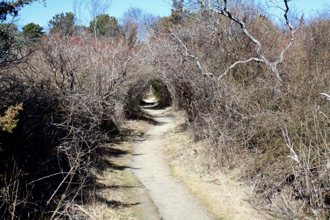 during the dormant season the branches create a tunnel over a dirt path