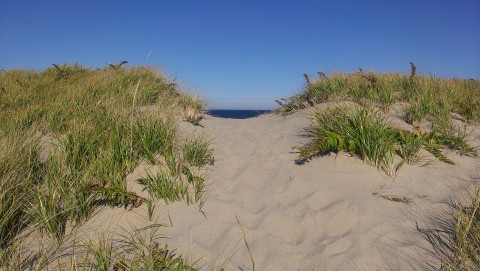 a dune hill with beach grass off to each side