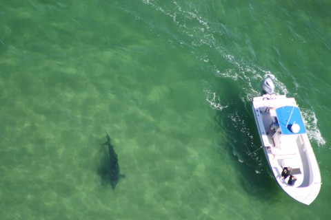 overhead view of a shark and a boat in green ocean waters