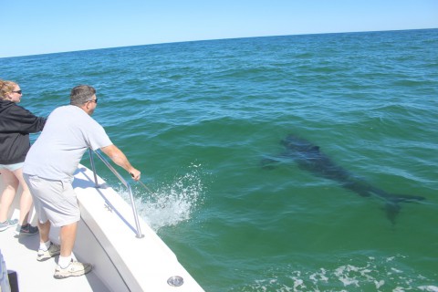 two people on the side of a boat looking at a shark