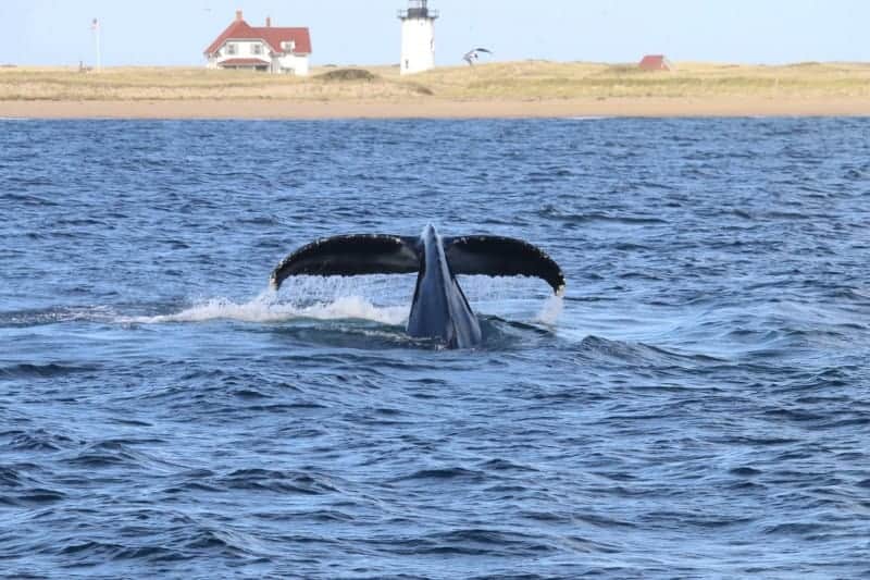 Cape Cod Whale Watching