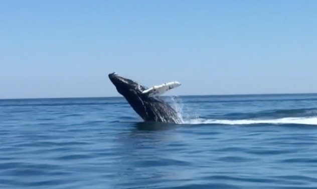 Cape Cod Whale Watching