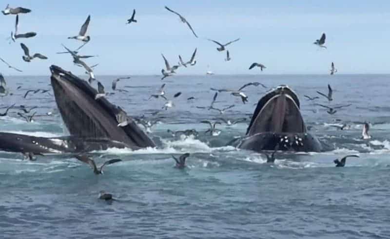 Cape Cod Whale Watching