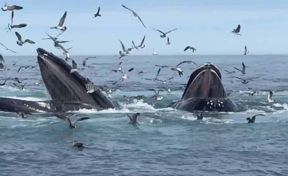 Best Whale Watching Tour Cape Cod Best Whale Watching Tour Cape Cod
