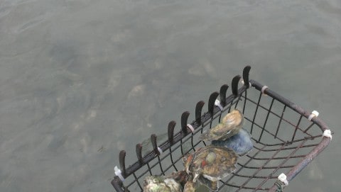 An oyster rake filled with freshly caught oysters