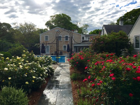 A slate pathway surrounded by yellow roses on the left, and red roses on the right. Path leads to a gated pool area and shingled building