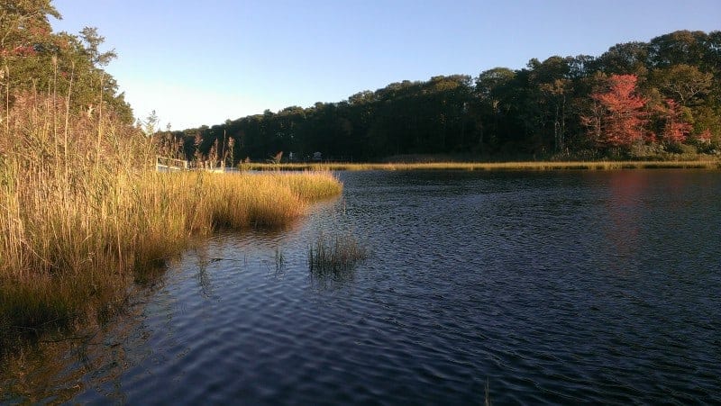 a pond with the leaves beginning to turn gold and red