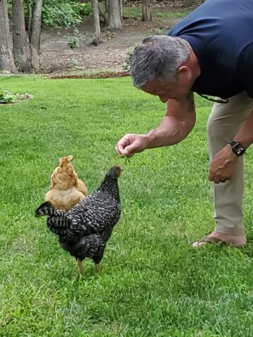 A man bending over to feed clover to a chicken