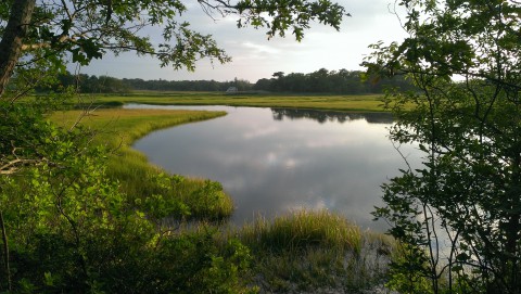 Bells Neck conservation land.  An estuary makes its way through seagrass 