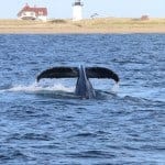 Things to do in Provincetown