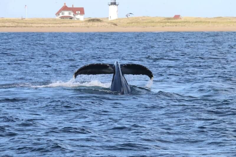 The tail of a whale peeking up from the blue ocean waters as it takes a dive. The sandy shore and a light house and lightkeepers house in the background