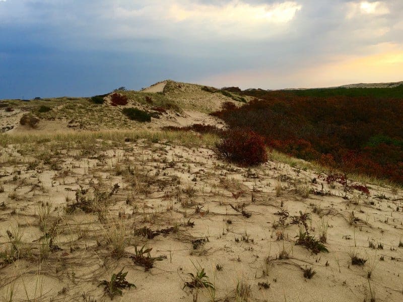 dunes covered with dried sea grass