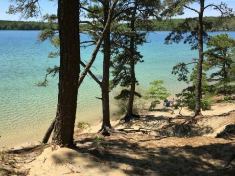 trees by an inland kettle pond