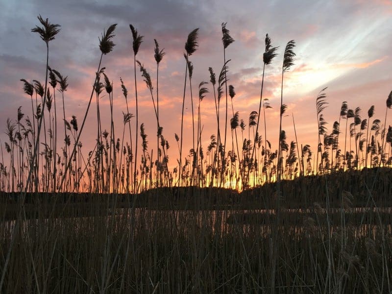 sunset seen through the reeds in Bell's Neck Conservation Land