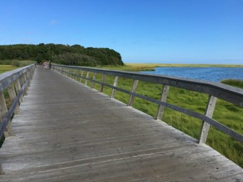 a wooden walking bridge going by sea grass and the ocean towards an island