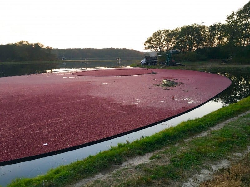 A cranberry harvest in process.  Cranberries floating on the surface of the bog being corraled.