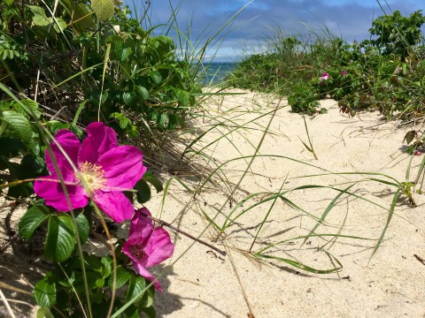 Pink beach roses line a sandy path heading towards the ocean.