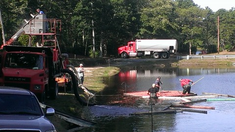 Cranberry Harvest: the floating red cranberries are sucked into a truck waiting to take them away