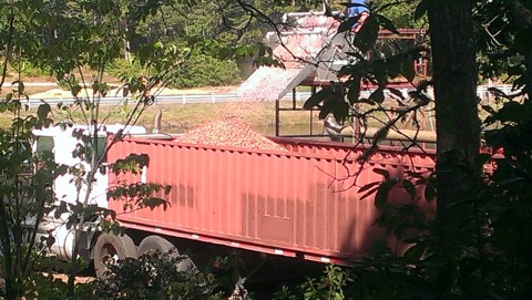 Cranberry Harvest: harvested cranberries being dumped into a truck to be taken away