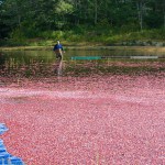 Cranberry Harvest