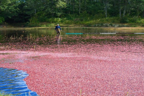 Man waling in a bog filled with water and floating red cranberries